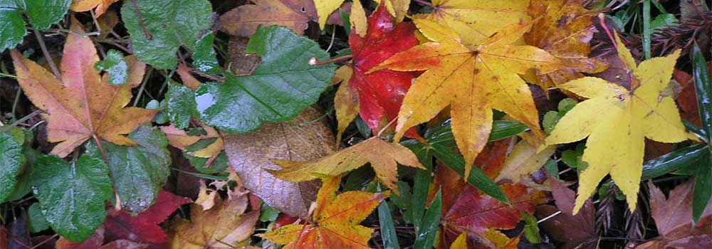 Fallen-Leaves