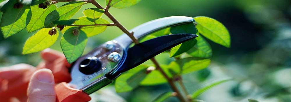 Tree-Pruning