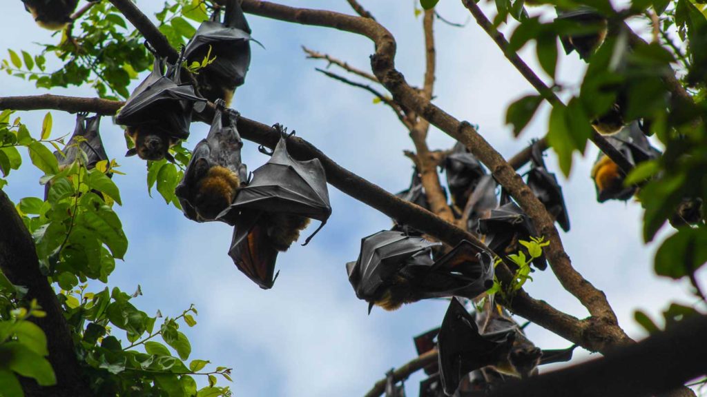 Reasons-to-Invite-Bats-in-the-Garden-to-Dine-in-It-on-americastrend