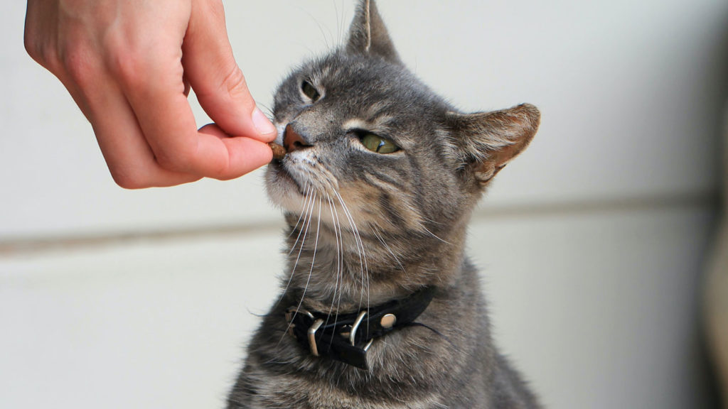 Organic-Treats-That-Your-Pet-Will-Love-on-americastrend