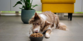 Tips-To-Choose-Puppy-Food-for-a-New-Dog-with-Ease-on-americastrend