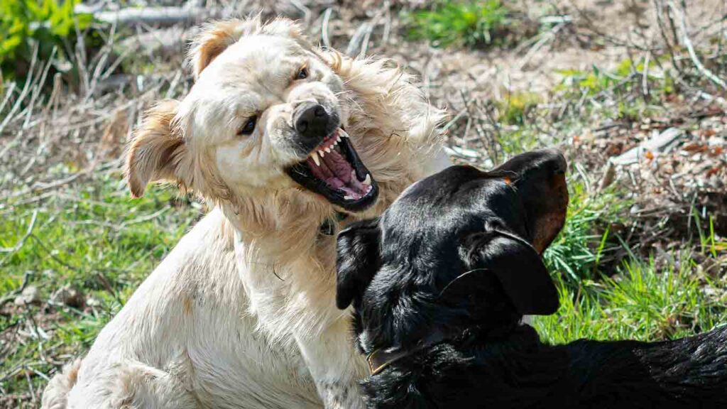 Why Should You Contact A Dog Bite Attorney After An Animal Attack on americastrend